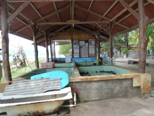 The turtle conservation project where babies are kept until they are 8 months and then released into the sea.