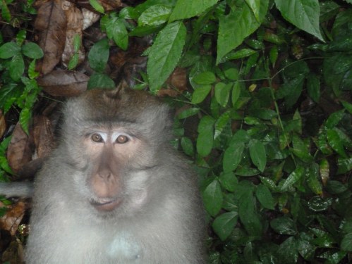 The Wallace Line - the deep water fault line between Bali and Lombok is said to be a demarkation line for fauna. But this monkey doesn't think so.