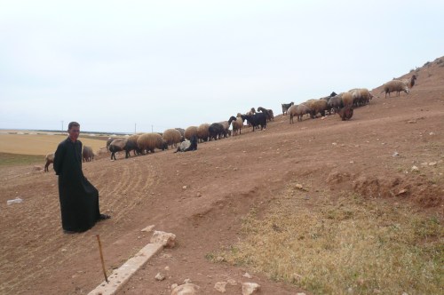159. Shepherd or salesman at Ebla