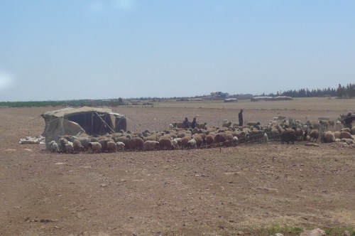 Bedouins on the road to Kadesh