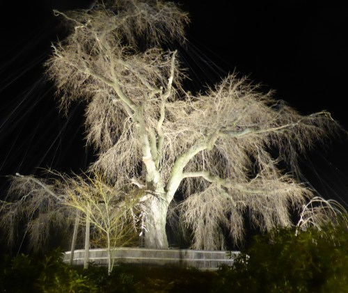 They sure can light a tree