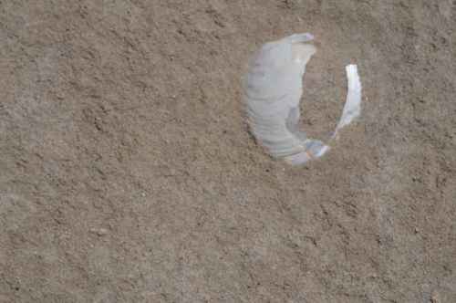 Shells from the dreamtime can still be found in the sands of Lake Mungo