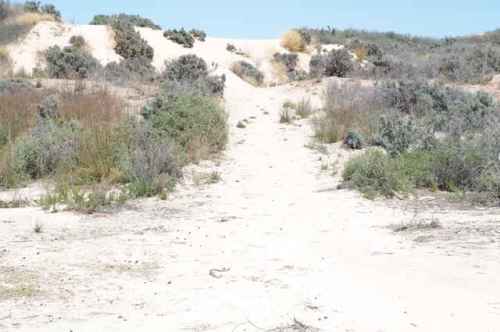 The back of the dune as it moves westward 