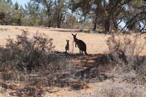 Roos are quite curious until you get close. Lots of mums and bugs about in October